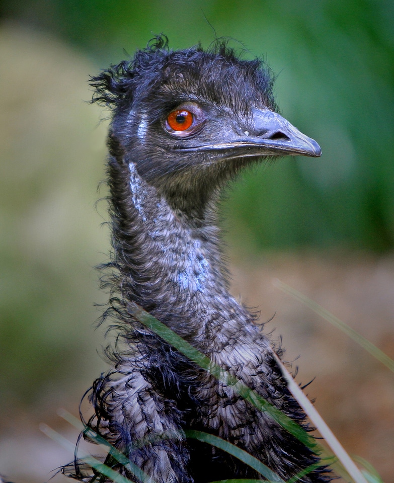 Bird beak feathers