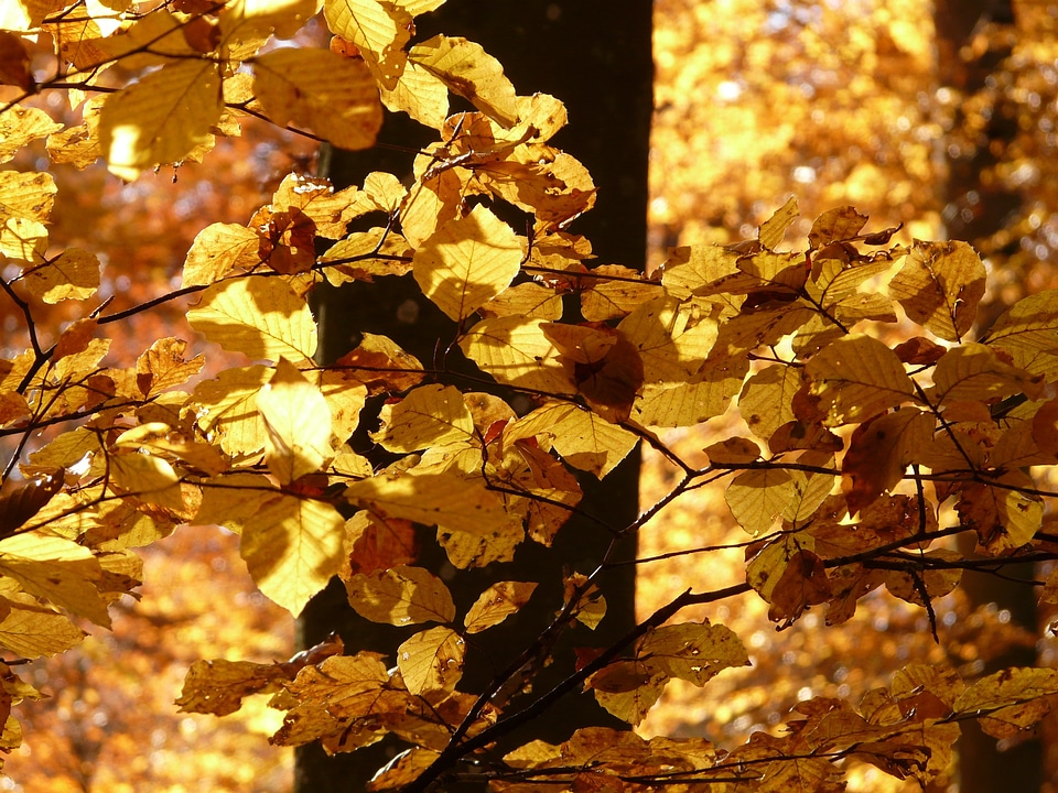 Leaves colorful golden autumn