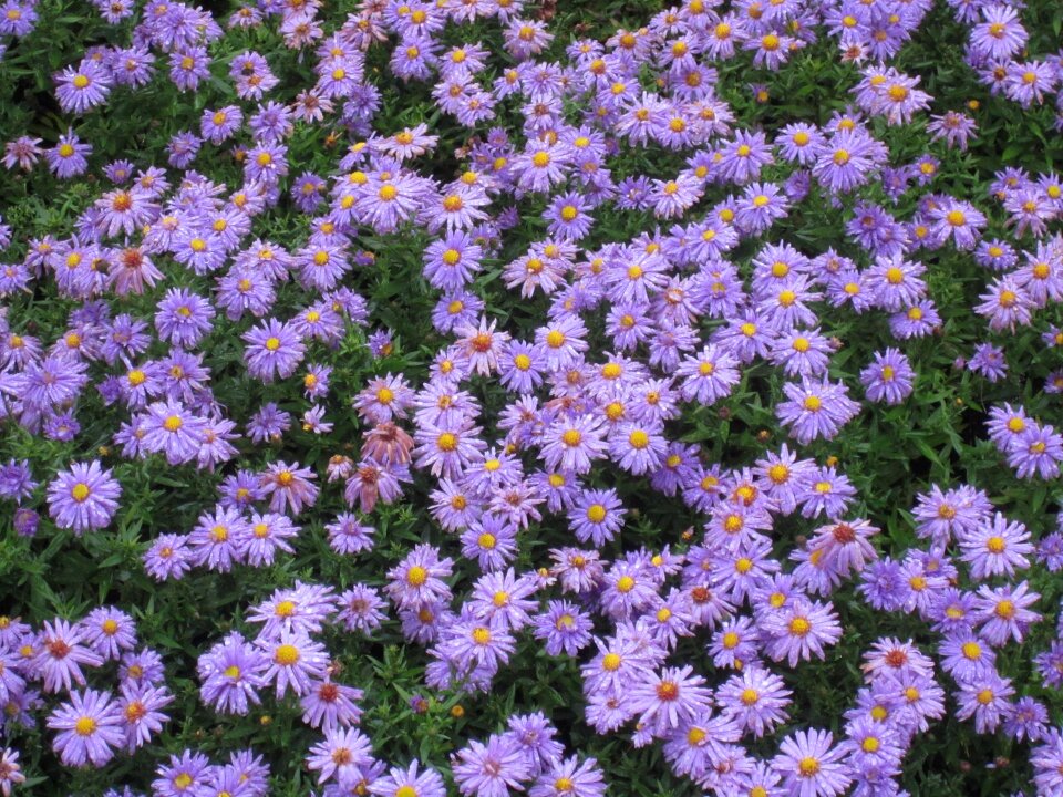 Nature blossom bloom
