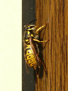 Fauna sting macro