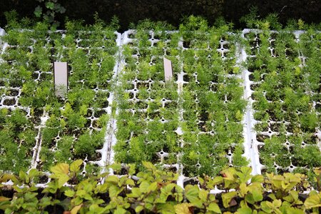 Gardening green growing