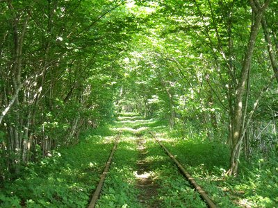 Forest old train sense