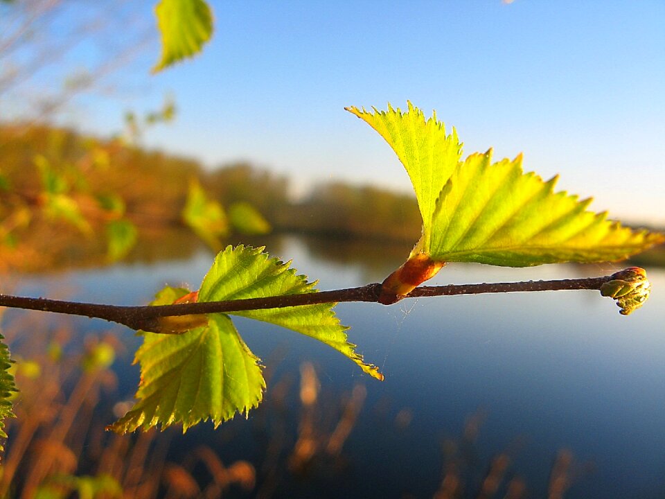 Nature leaves green plant