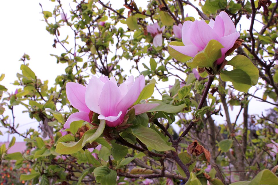 Springtime soulangeana botany photo