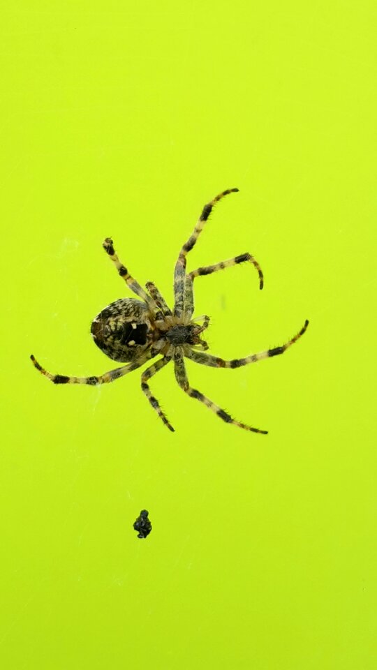Spider cross insect