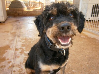 Dogs shelter animals