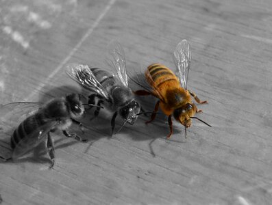 Hive gray bee
