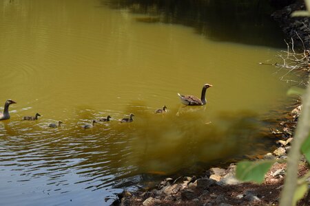 Park ecology freedom