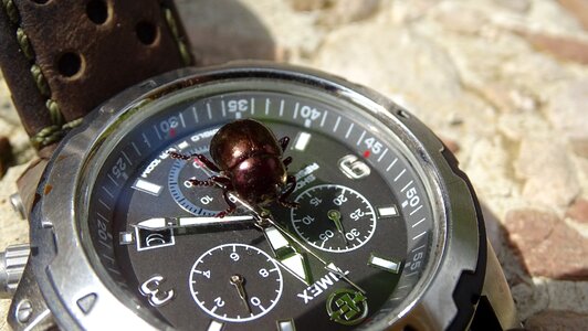 Clock beetle time