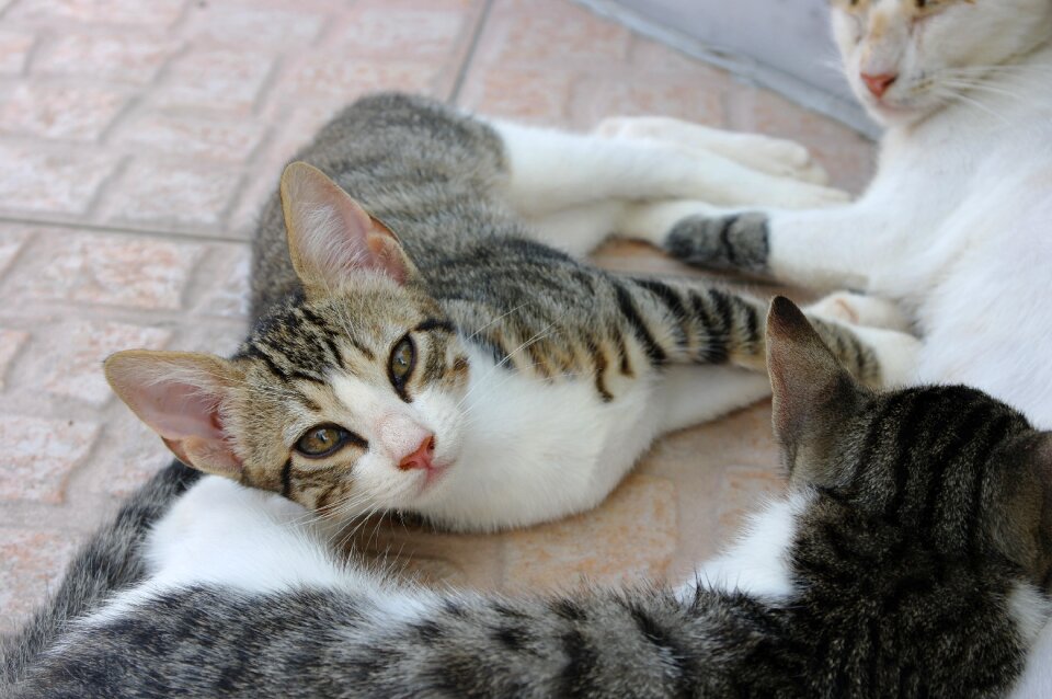 Cat street cat puppy