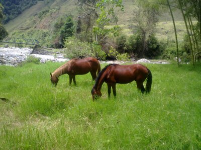 Prado animals beach