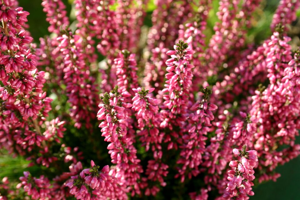 Garden heather plant