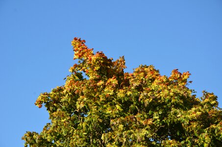 Nature autumn leaf maple