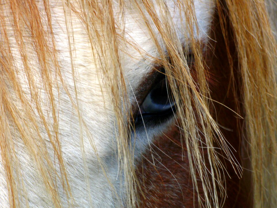 Horse head animal rural
