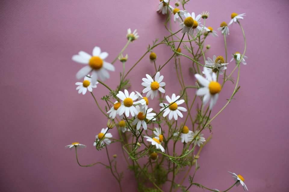 White floral natural