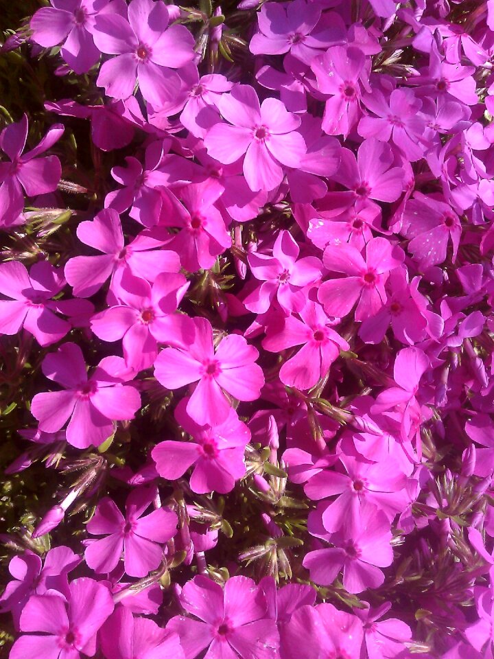 Flowers rosa spring