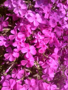 Flowers rosa spring