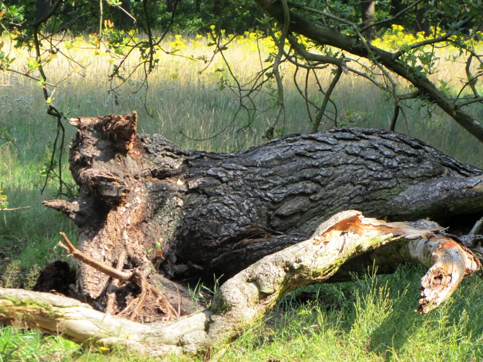 Branch hackneyed trunk forest