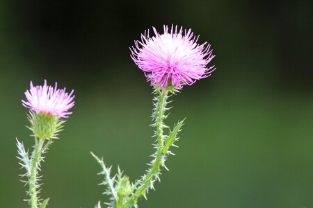 Burdock blossom herb