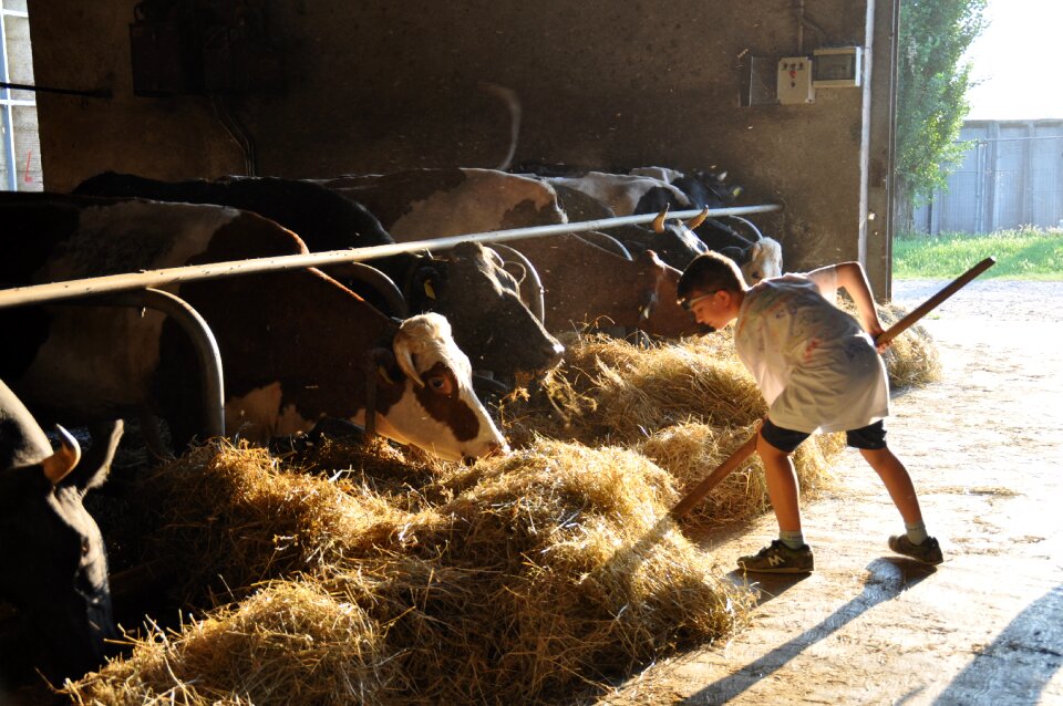 Cow child sun