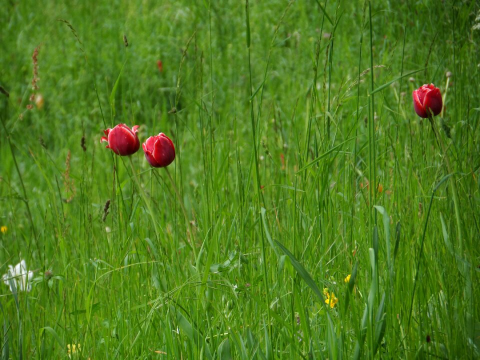 Mainau spring purple
