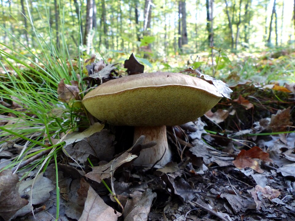 Collection pick wood