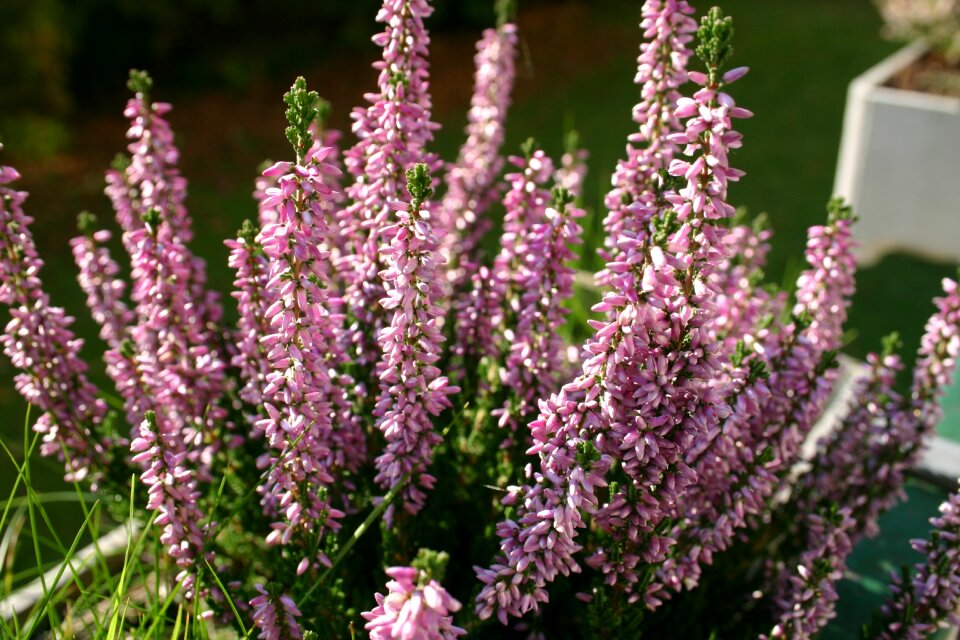 Garden heather plant
