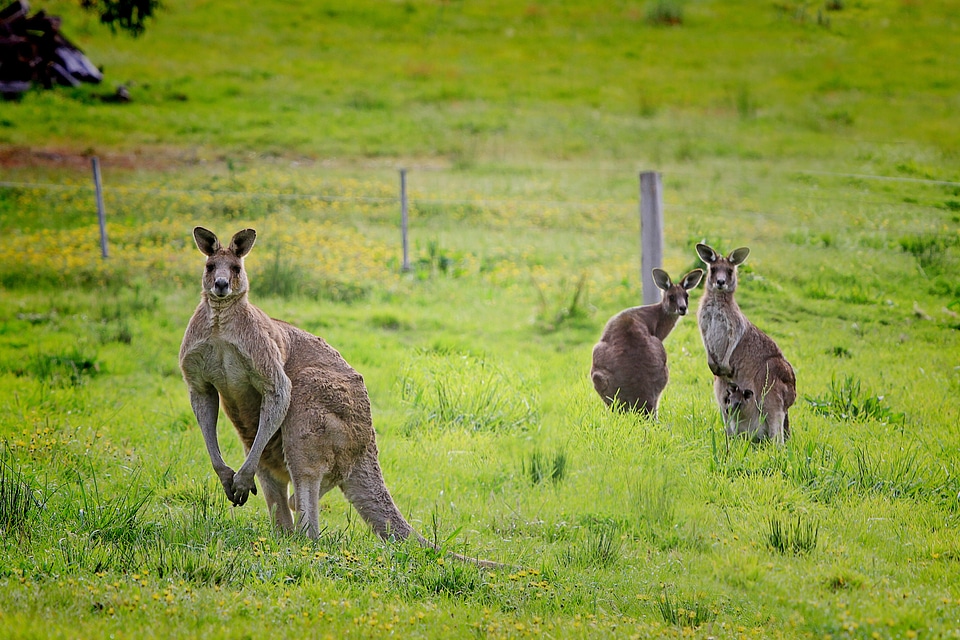 Eastern grey kangaroo marsupial braelea park