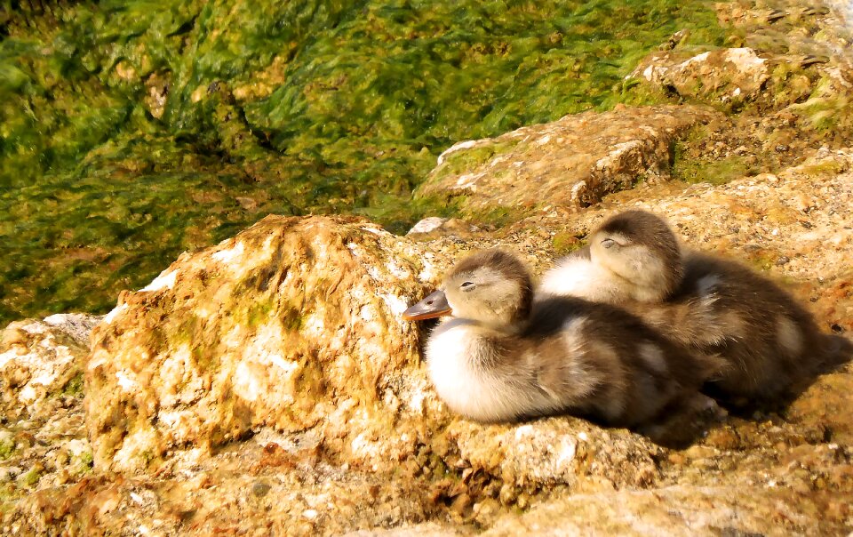 Waterfowl ducky young animals