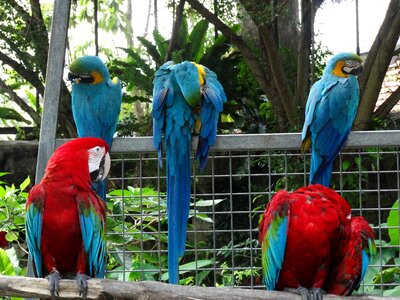Macaw bird
