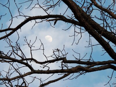 Bare tree branches moon hidden in trees moon in blue sky with clouds photo