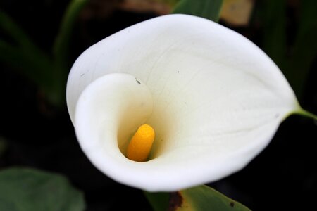 Lily zantedeschia white flower