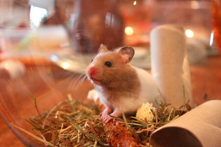 Hamster animal rodent