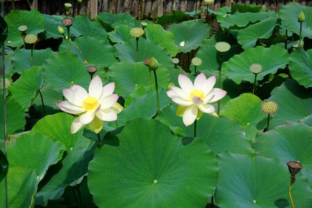 Nature water lilies nail