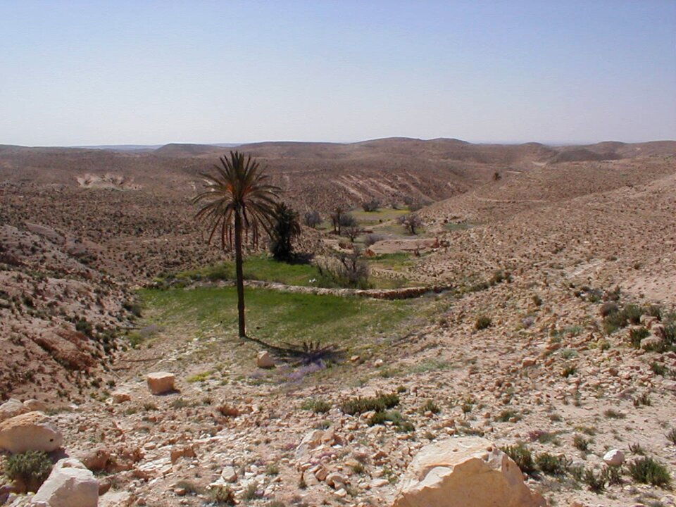 Oasis shott el djerid southern tunisia