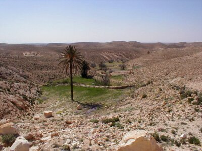 Oasis shott el djerid southern tunisia