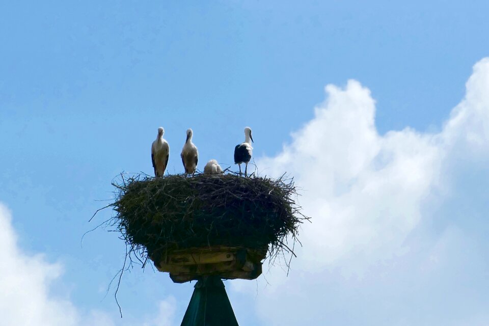 Nabburg rattle stork storks