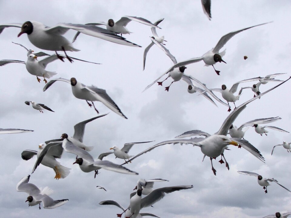 Wings beach sea