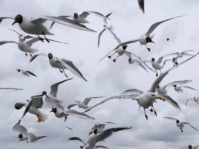 Wings beach sea