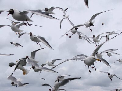 Wings beach sea photo