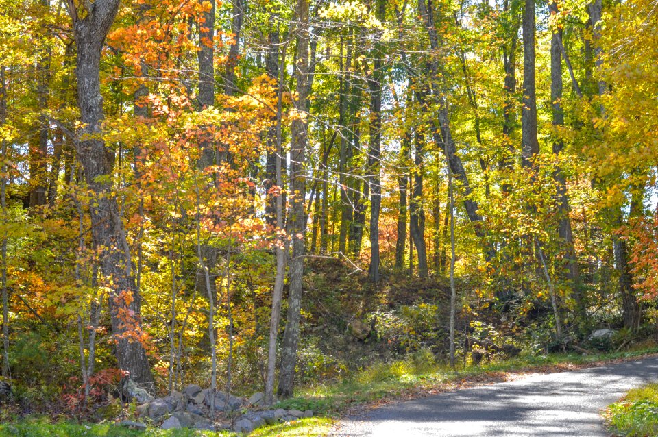 Fall foliage landscape nature