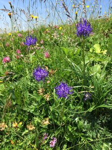 Wild flower mountain flower green