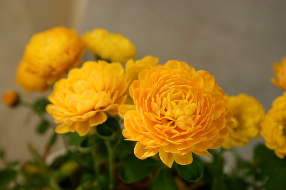 Plant macro flowers