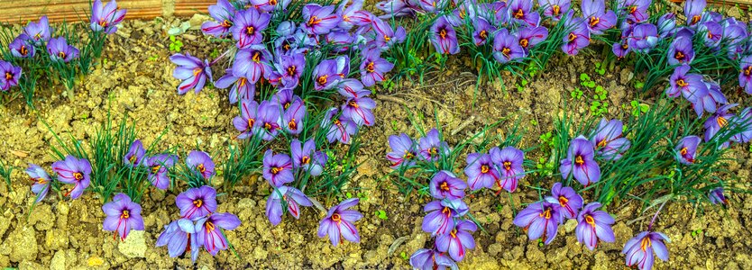 Nature aromatic herbs planting