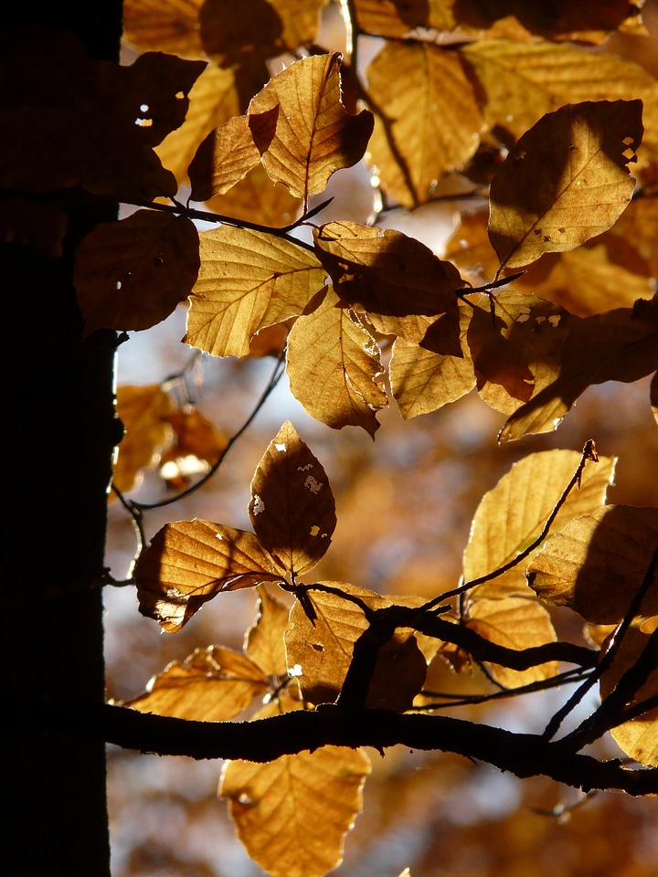 Leaves colorful backlighting