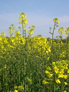 Arable farming agriculture field