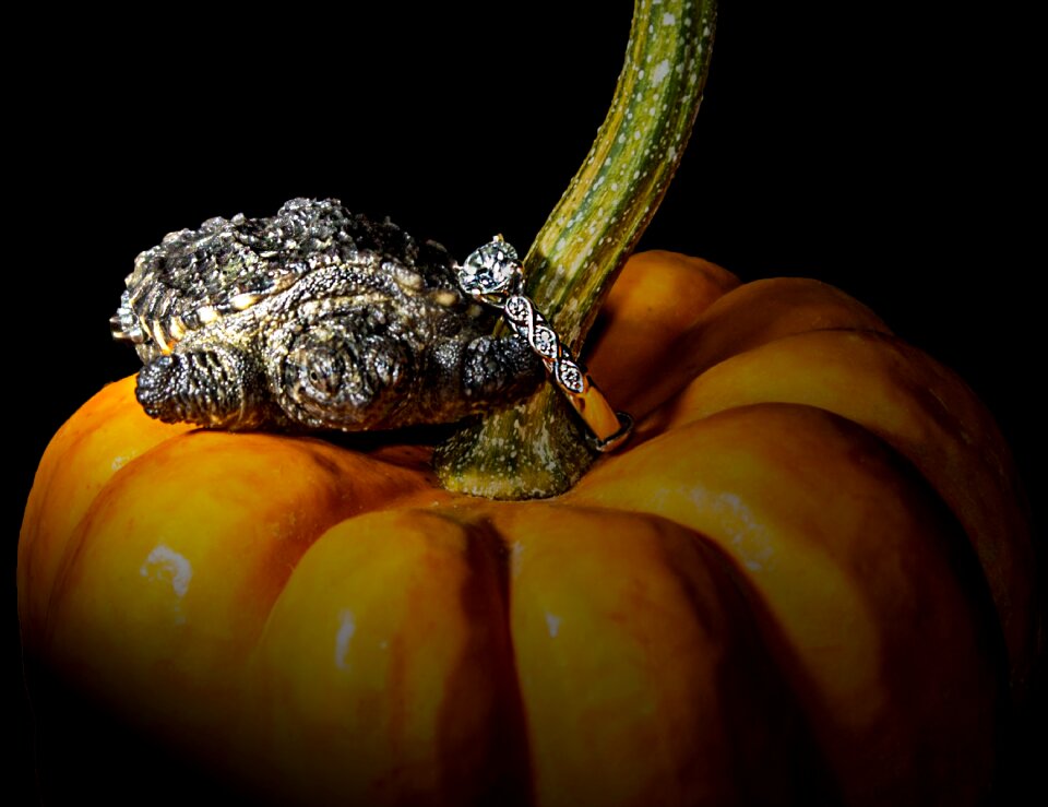 Halloween color animal