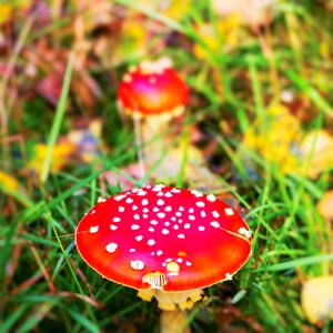 Autumn forest red