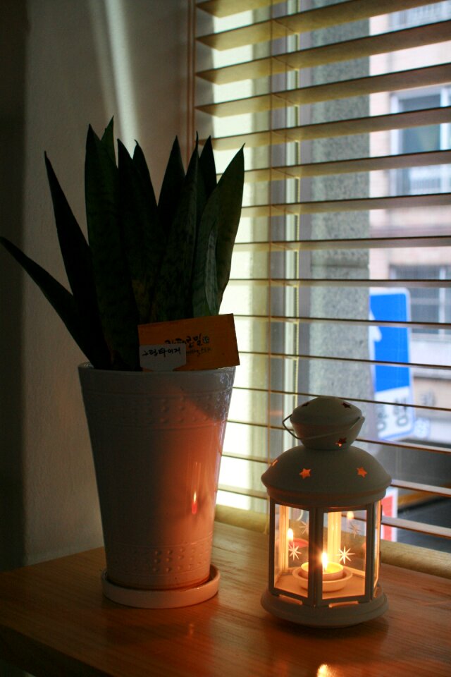 Potted plant cafe lighting
