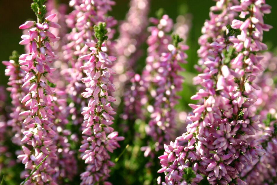 Garden heather plant